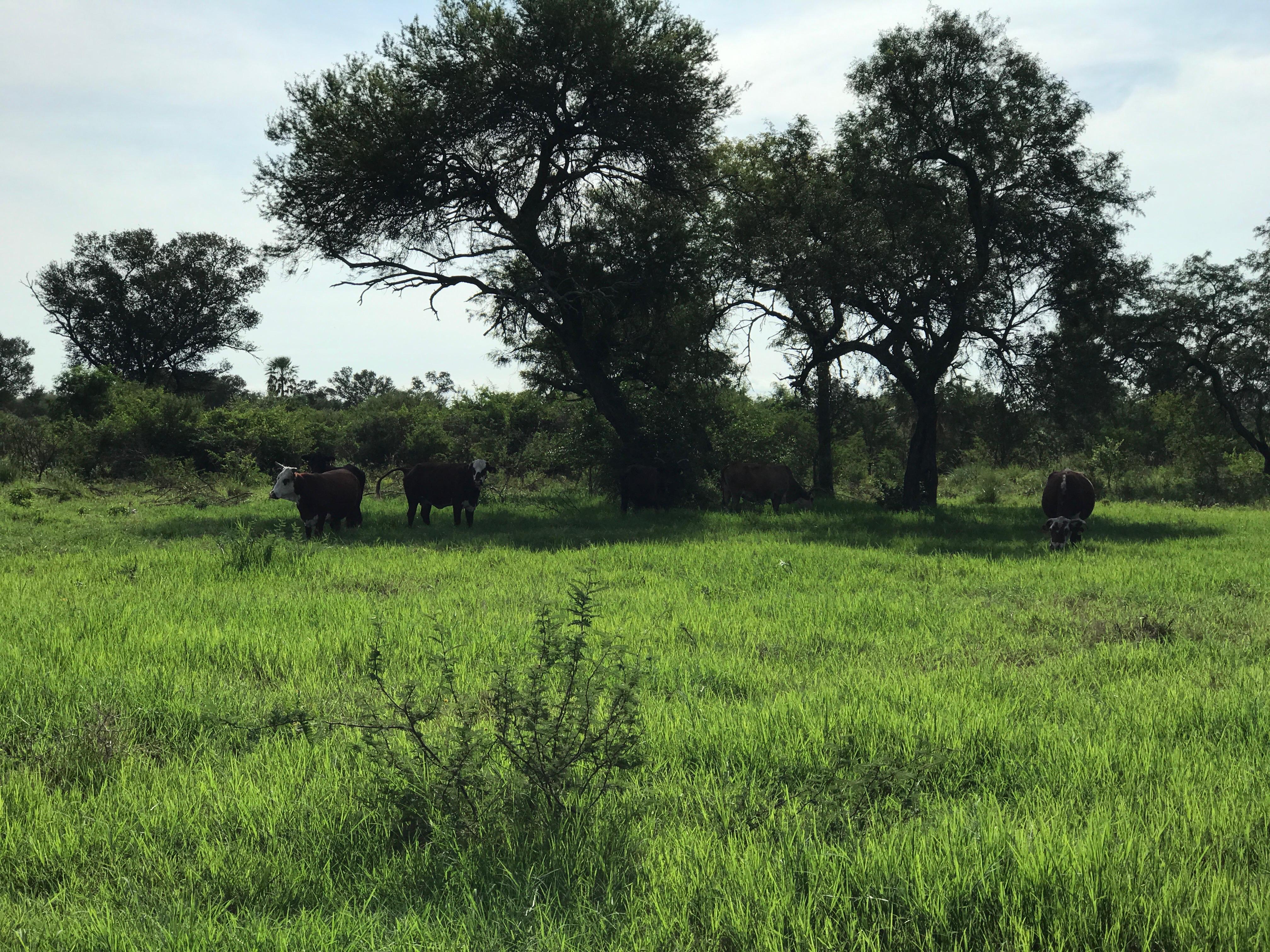 Campo Alegre - Imagen